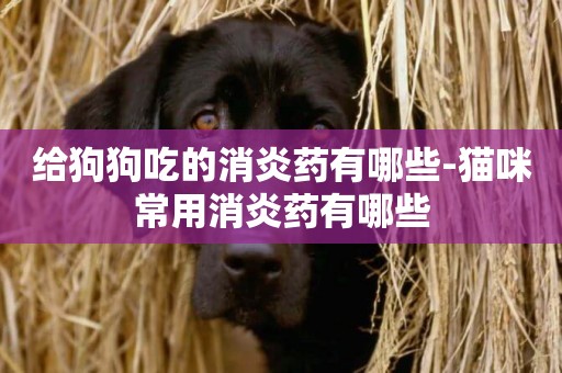 给狗狗吃的消炎药有哪些-猫咪常用消炎药有哪些